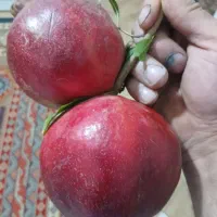 نهال پالونیا انار انجیر چنار نارنج