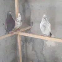 کبوتر|پرنده|خلخال, |دیوار