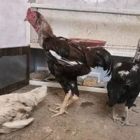 ۱خروس لاری با ۳مرغ لاری