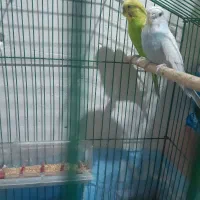 مرغ عشق