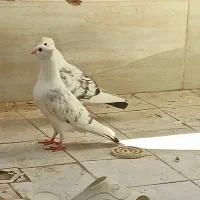 مگس کفتر