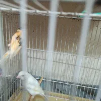 قناری رسمی هفتاد روزه