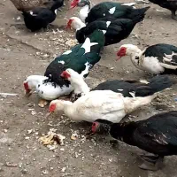 فروش اسرائیلی نر و ماده