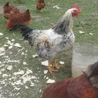 خروس|حیوانات مزرعه|تهران, شهرک غرب|دیوار