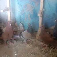کبوتر|پرنده|فسا, |دیوار