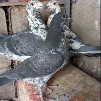 کفتر بزک سیاه