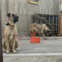 سگ سراب نر و‌ماده