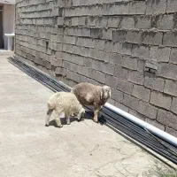 بره بره