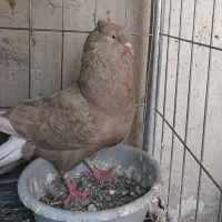 کبوتر ماده دم سفید گمشده