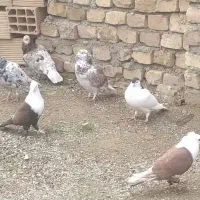 کبوتر فروشی