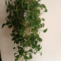گل های اپارتمانی