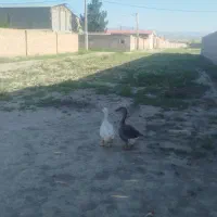تعدادی غاز نر و ماده به فروش میرسد