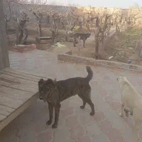 سگ گوسفندی دوتا سگ درشت هست یکی هم توله یک ساله