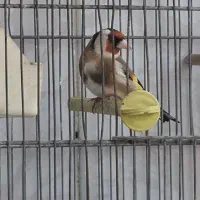 سره ماده جوجه قفس
