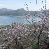 باغ|فروش زمین و ملک کلنگی|موچش, |دیوار
