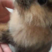 بچه خرگوش لوپ