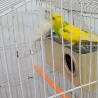 یک جفت مرغ عشق