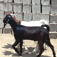 دوتا چپش نری خیلی چاق