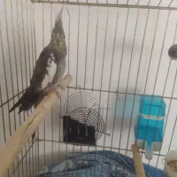 پرنده