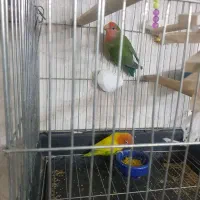 طوطی برزیلی مولد همراه با ۳عددجوجه