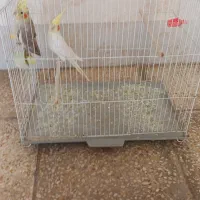 پرنده جفت عروس پاریس