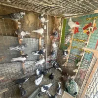 دسته کفتری