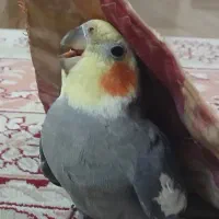 عروس هلندی گ م ش د ه(حاضربه پرداخت مژدگانی)