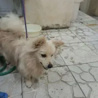 سگ خونگی ب فروش میرسد