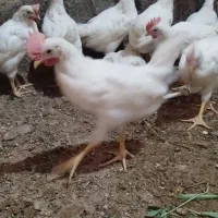 جوجه