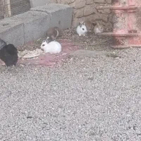 خرگوش خوشگل خونگی