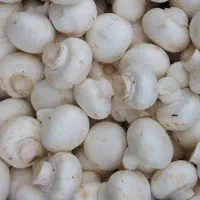 فروش قارچ