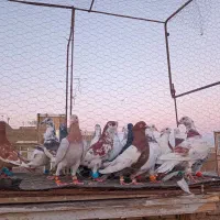 کفترزربه ب