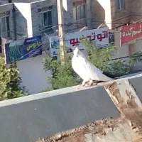 کبوتر دومی