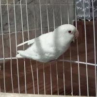 طوطی کوتوله‌ البینو‌ سفید/ چشم شرابی /نر