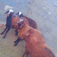 ۴بره نر قرمز درجه یک. میش. بز. بره
