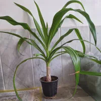 سوسن عنکبوتی و پاندانوس