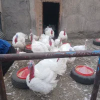 بقلمون