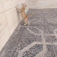 گربه|گربه|گنبد کاووس, |دیوار
