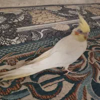 عروس هلندی ماده