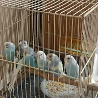 مرغ عشق .عروس هلندی مولد و جوجه