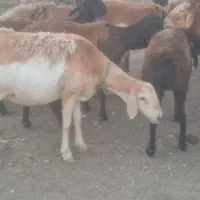 فروش ۶۰راس میش چینی