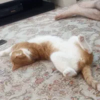 گربه
