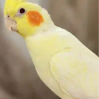 عروس هلندی ماده دستی  لوتینو