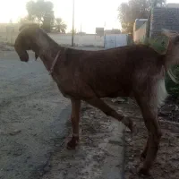 حیوان