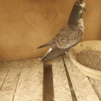 کفتر قاره