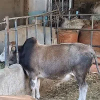 گوساله گیلک چاق وزن حدودا ۲۴۰.۲۵۰ کیلویی