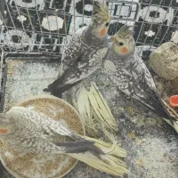 جوجه عروس هلندی