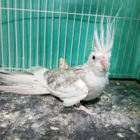 عروس هلندی ماده آلبینو پروانه ای