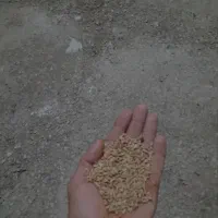 گندم برات رامشیر