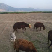 قوچ